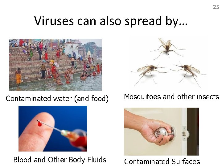 25 Viruses can also spread by… Contaminated water (and food) Blood and Other Body