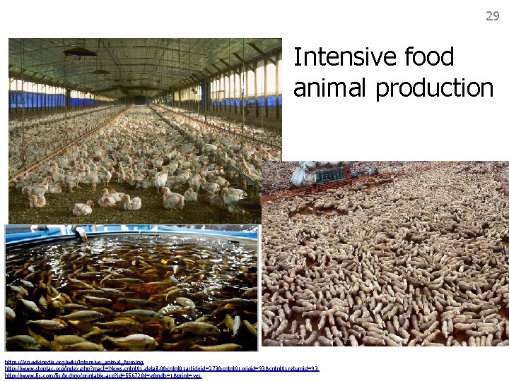 29 Intensive food animal production https: //en. wikipedia. org/wiki/Intensive_animal_farming http: //www. stoptac. org/index. php?