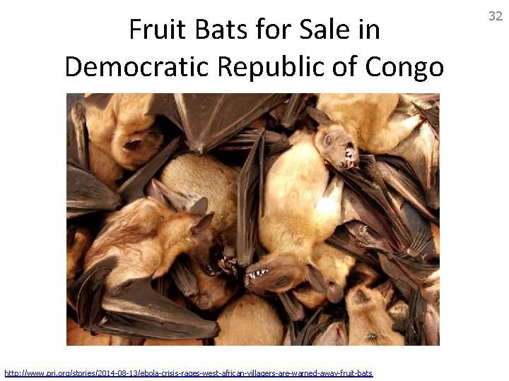 Fruit Bats for Sale in Democratic Republic of Congo http: //www. pri. org/stories/2014 -08