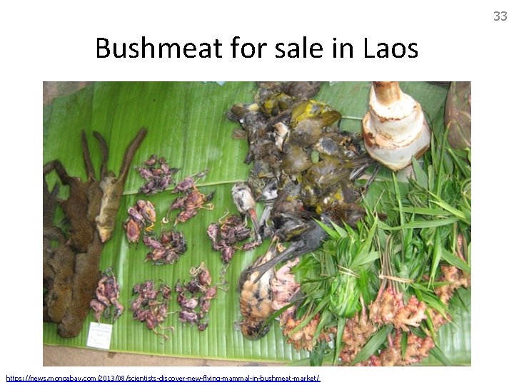 33 Bushmeat for sale in Laos https: //news. mongabay. com/2013/08/scientists-discover-new-flying-mammal-in-bushmeat-market/ 