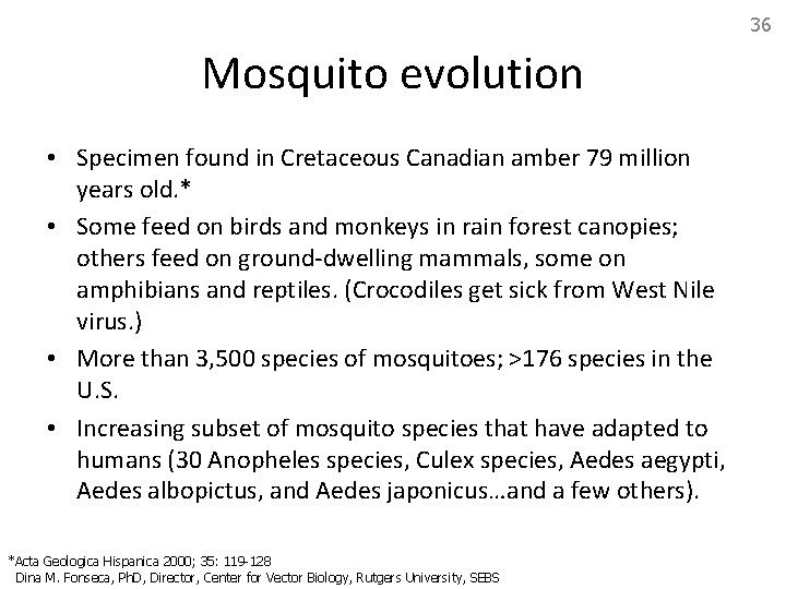 36 Mosquito evolution • Specimen found in Cretaceous Canadian amber 79 million years old.