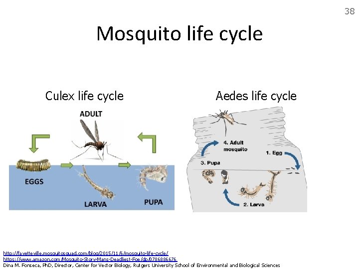 38 Mosquito life cycle Culex life cycle Aedes life cycle http: //fayetteville. mosquitosquad. com/blog/2015/11/6/mosquito-life-cycle/