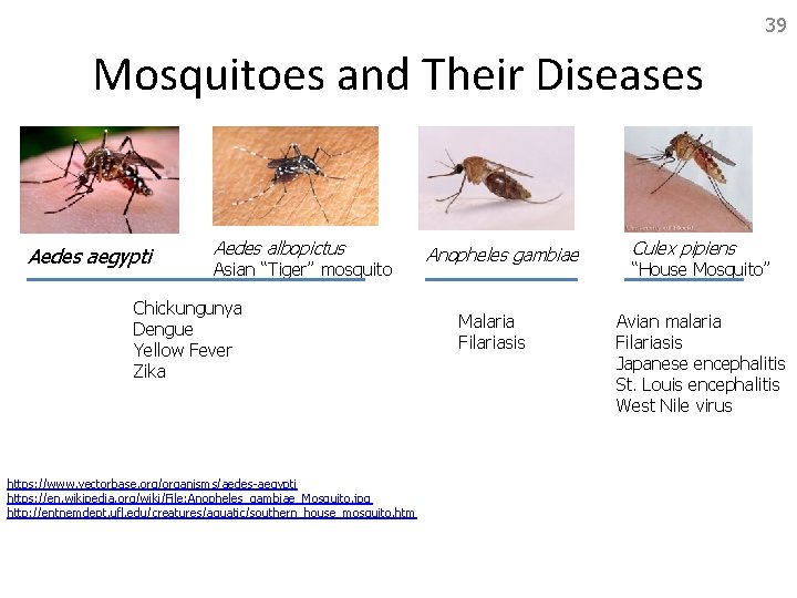 39 Mosquitoes and Their Diseases Aedes aegypti Aedes albopictus Asian “Tiger” mosquito Chickungunya Dengue