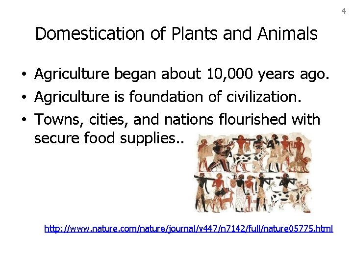 4 Domestication of Plants and Animals • Agriculture began about 10, 000 years ago.