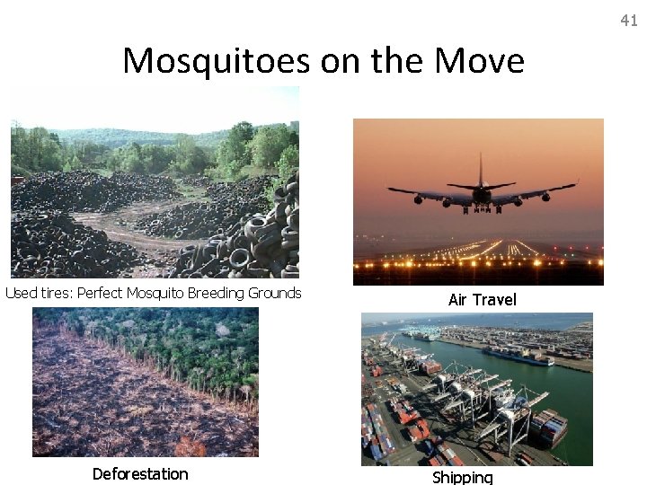 41 Mosquitoes on the Move Used tires: Perfect Mosquito Breeding Grounds Deforestation Air Travel