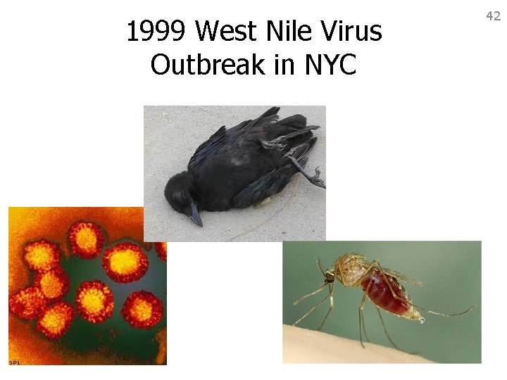 1999 West Nile Virus Outbreak in NYC 42 