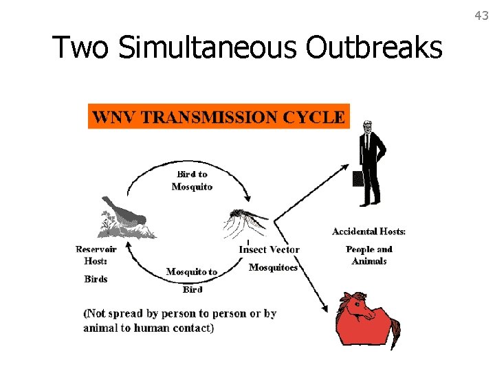 43 Two Simultaneous Outbreaks 