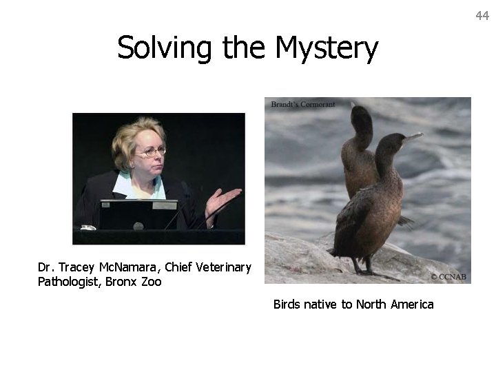 44 Solving the Mystery Dr. Tracey Mc. Namara, Chief Veterinary Pathologist, Bronx Zoo Birds