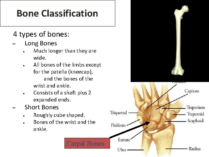 Bone Classification 4 types of bones: Long Bones – ● ● ● Much longer