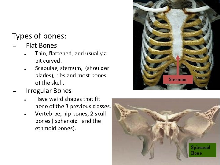 Types of bones: Flat Bones – ● ● Thin, flattened, and usually a bit
