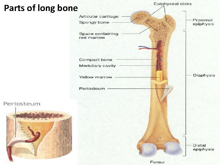 Parts of long bone 