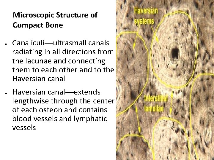 Microscopic Structure of Compact Bone ● ● Canaliculi—ultrasmall canals radiating in all directions from