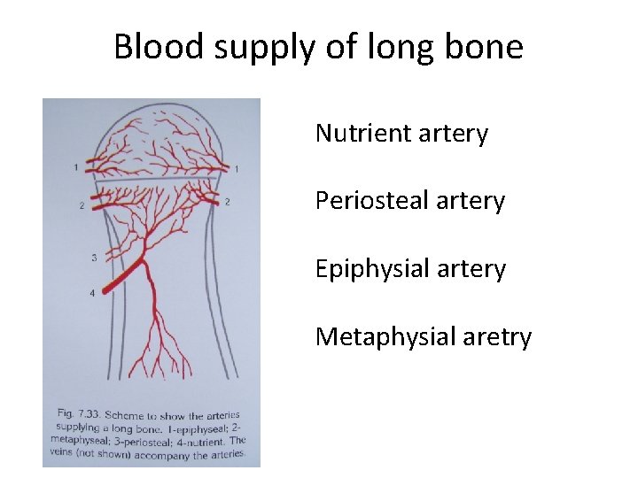 Blood supply of long bone Nutrient artery Periosteal artery Epiphysial artery Metaphysial aretry 