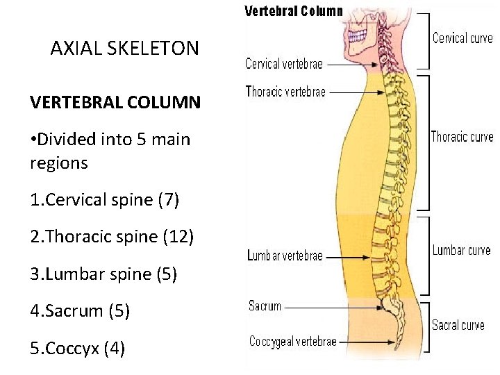 AXIAL SKELETON VERTEBRAL COLUMN • Divided into 5 main regions 1. Cervical spine (7)