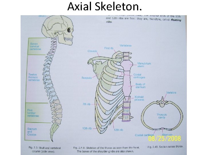 Axial Skeleton. 