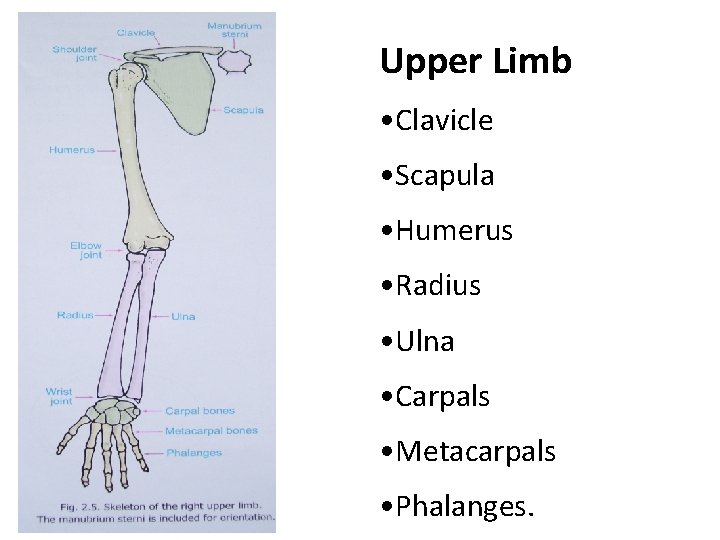 Upper Limb • Clavicle • Scapula • Humerus • Radius • Ulna • Carpals