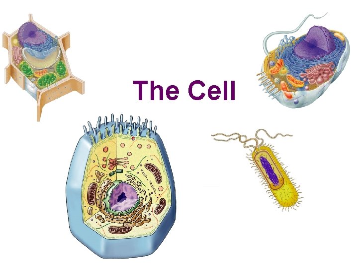 The Cell 