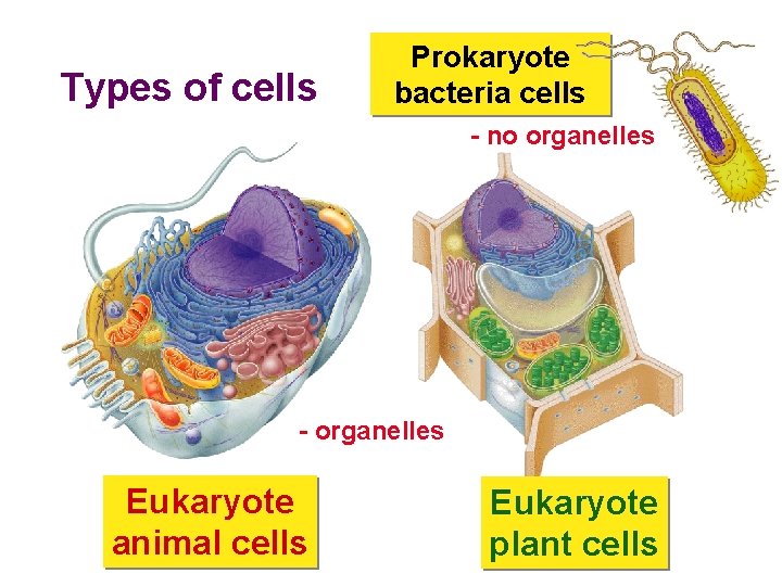 Types of cells Prokaryote bacteria cells - no organelles - organelles Eukaryote animal cells