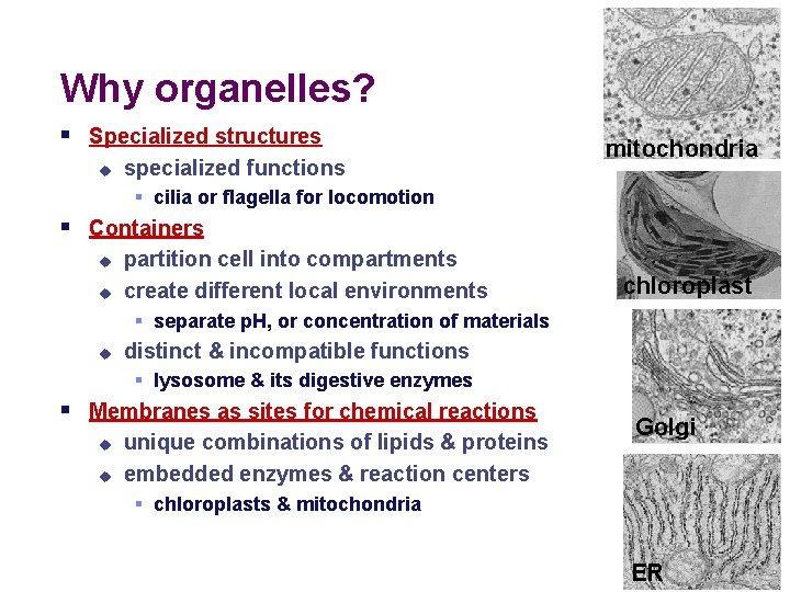 Why organelles? § Specialized structures u specialized functions mitochondria § cilia or flagella for