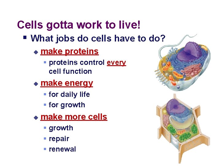 Cells gotta work to live! § What jobs do cells have to do? u