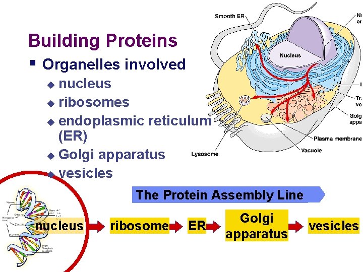 Building Proteins § Organelles involved nucleus u ribosomes u endoplasmic reticulum (ER) u Golgi