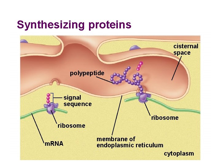 Synthesizing proteins cisternal space polypeptide signal sequence ribosome m. RNA membrane of endoplasmic reticulum