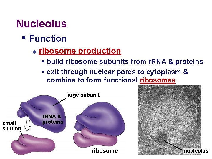 Nucleolus § Function u ribosome production § build ribosome subunits from r. RNA &