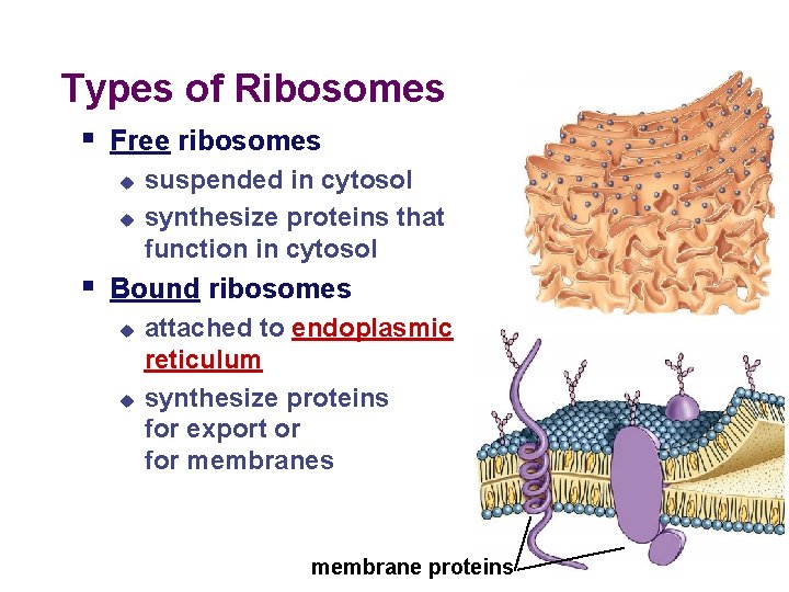 Types of Ribosomes § Free ribosomes u u suspended in cytosol synthesize proteins that