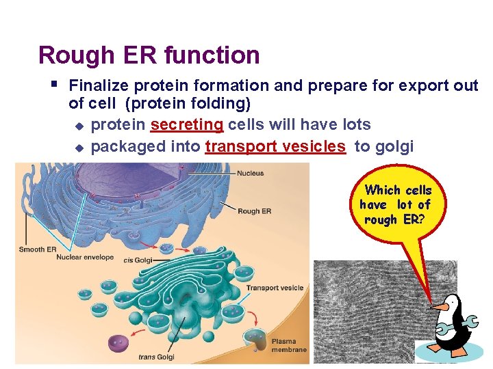 Rough ER function § Finalize protein formation and prepare for export out of cell