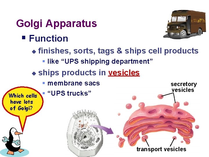 Golgi Apparatus § Function u finishes, sorts, tags & ships cell products § like