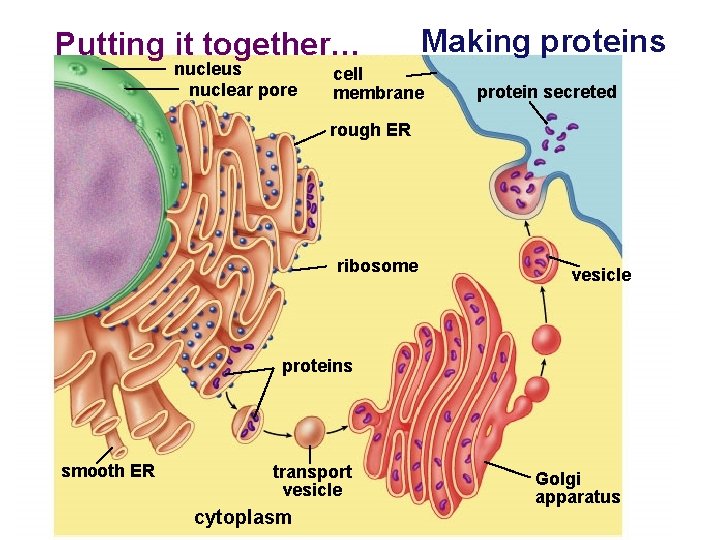 Putting it together… nucleus nuclear pore Making proteins cell membrane protein secreted rough ER