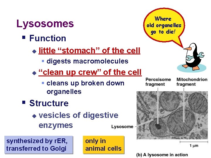 Where old organelles go to die! Lysosomes § Function u little “stomach” of the