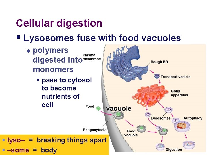 Cellular digestion § Lysosomes fuse with food vacuoles u polymers digested into monomers §