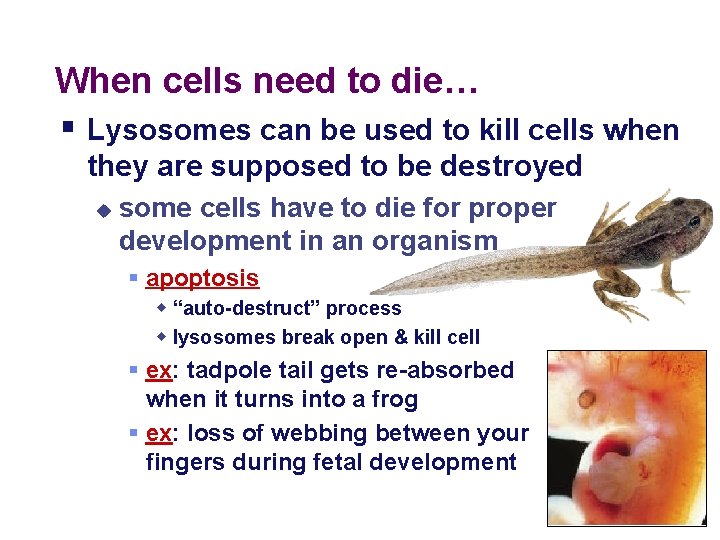 When cells need to die… § Lysosomes can be used to kill cells when