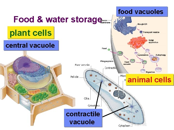 Food & water storage food vacuoles plant cells central vacuole animal cells contractile vacuole