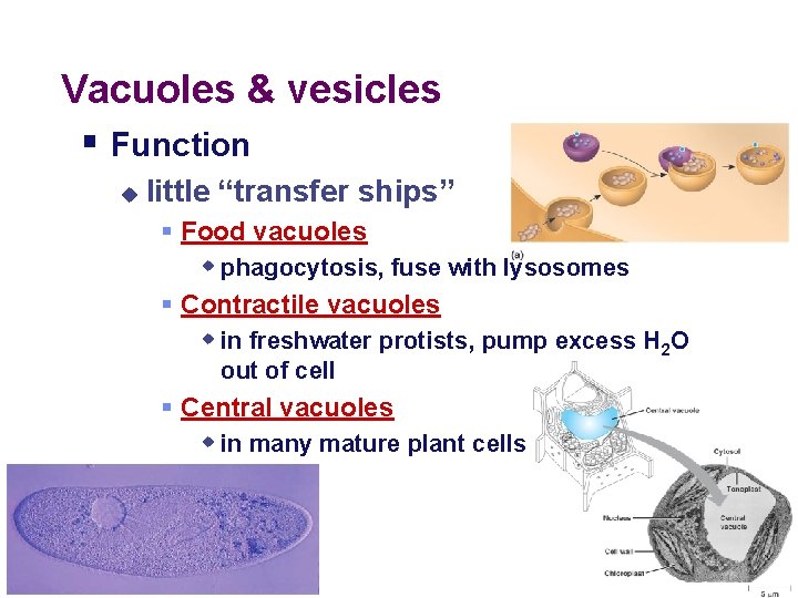 Vacuoles & vesicles § Function u little “transfer ships” § Food vacuoles w phagocytosis,