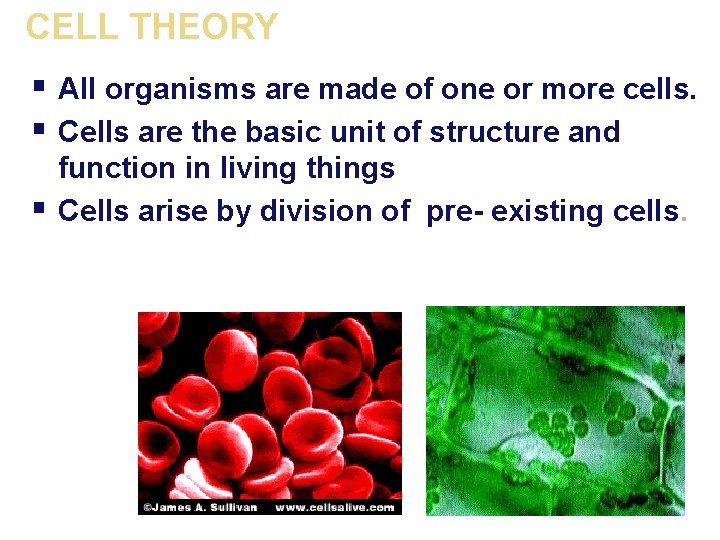 CELL THEORY § All organisms are made of one or more cells. § Cells