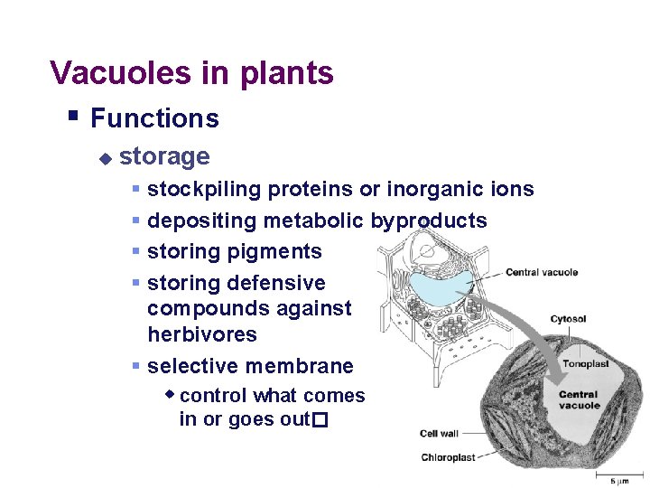 Vacuoles in plants § Functions u storage stockpiling proteins or inorganic ions depositing metabolic