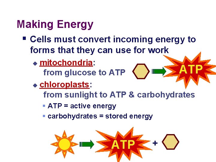 Making Energy § Cells must convert incoming energy to forms that they can use