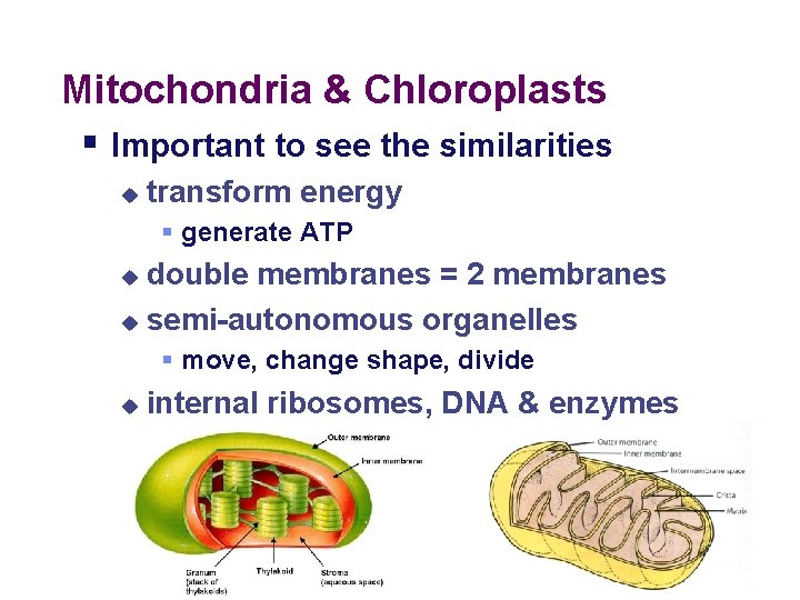 Mitochondria & Chloroplasts § Important to see the similarities u transform energy § generate