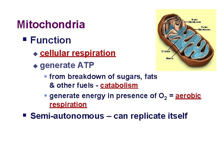 Mitochondria § Function cellular respiration u generate ATP u § from breakdown of sugars,