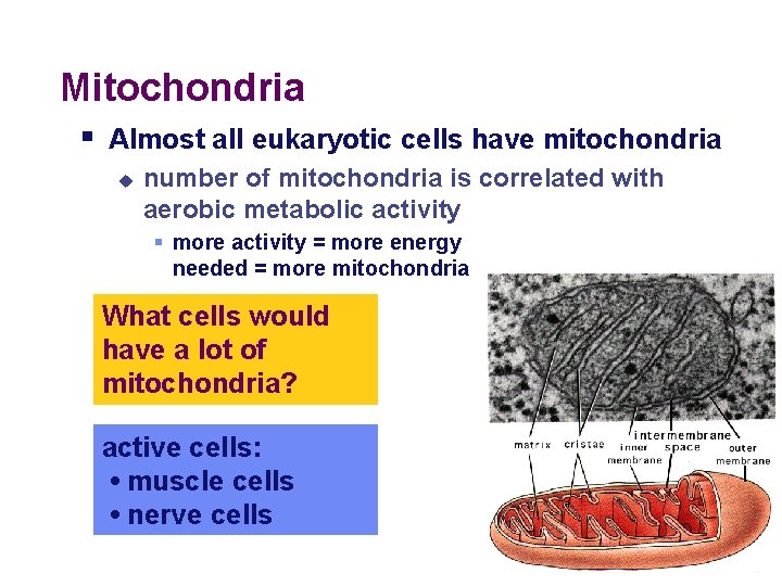 Mitochondria § Almost all eukaryotic cells have mitochondria u number of mitochondria is correlated