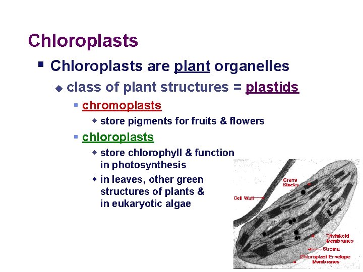 Chloroplasts § Chloroplasts are plant organelles u class of plant structures = plastids §