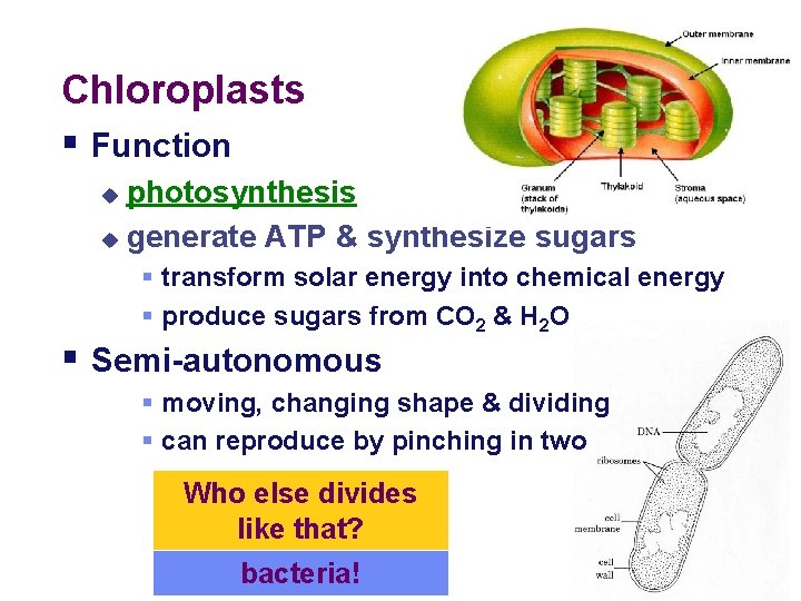 Chloroplasts § Function photosynthesis u generate ATP & synthesize sugars u § transform solar