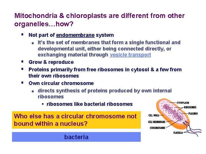 Mitochondria & chloroplasts are different from other organelles…how? § Not part of endomembrane system