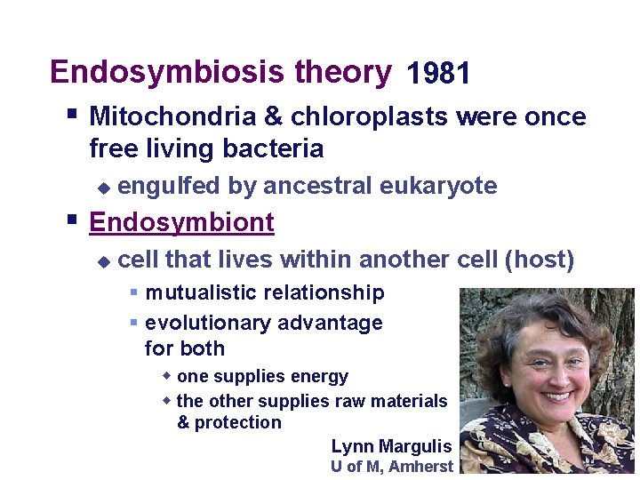 Endosymbiosis theory 1981 § Mitochondria & chloroplasts were once free living bacteria u engulfed