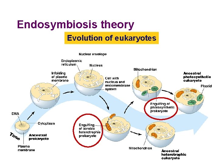 Endosymbiosis theory Evolution of eukaryotes 