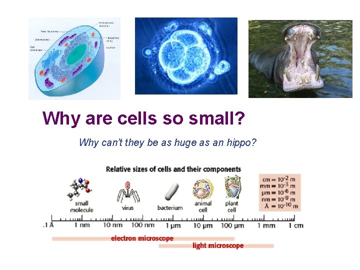 Why are cells so small? Why can’t they be as huge as an hippo?