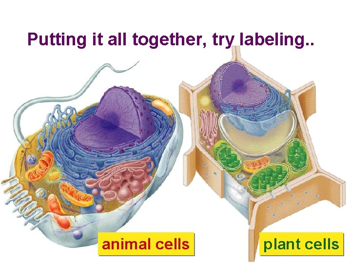 Putting it all together, try labeling. . animal cells plant cells 
