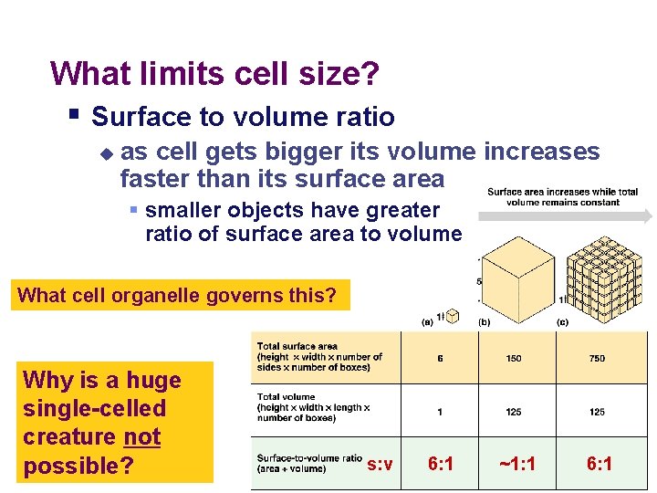 What limits cell size? § Surface to volume ratio u as cell gets bigger